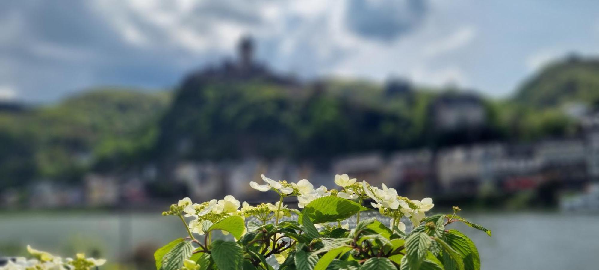 Pension Regina Cochem Buitenkant foto
